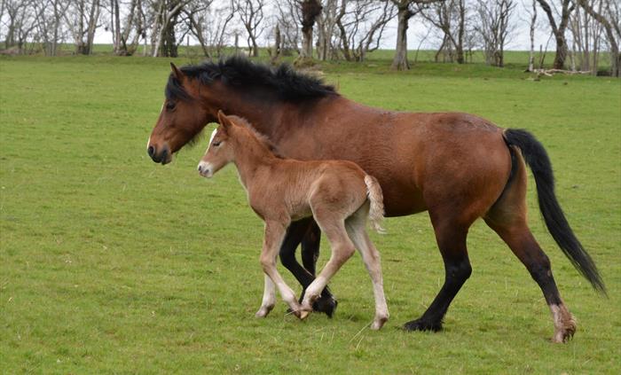 Holiday with your own horse, stabling, arena and grass turnout